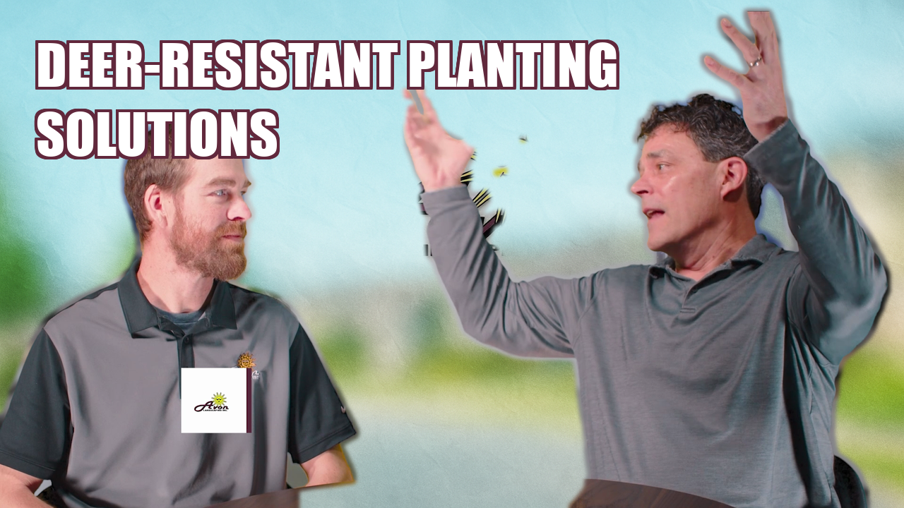 Deer Resistant Landscaping for Clevelands West Side: Clay Soil and Shade Solutions