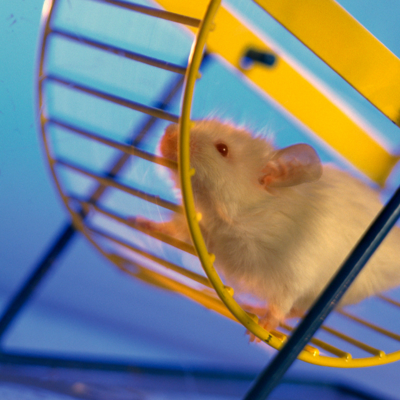 Getting Off The Hamster Wheel: Strategies to increase productivity