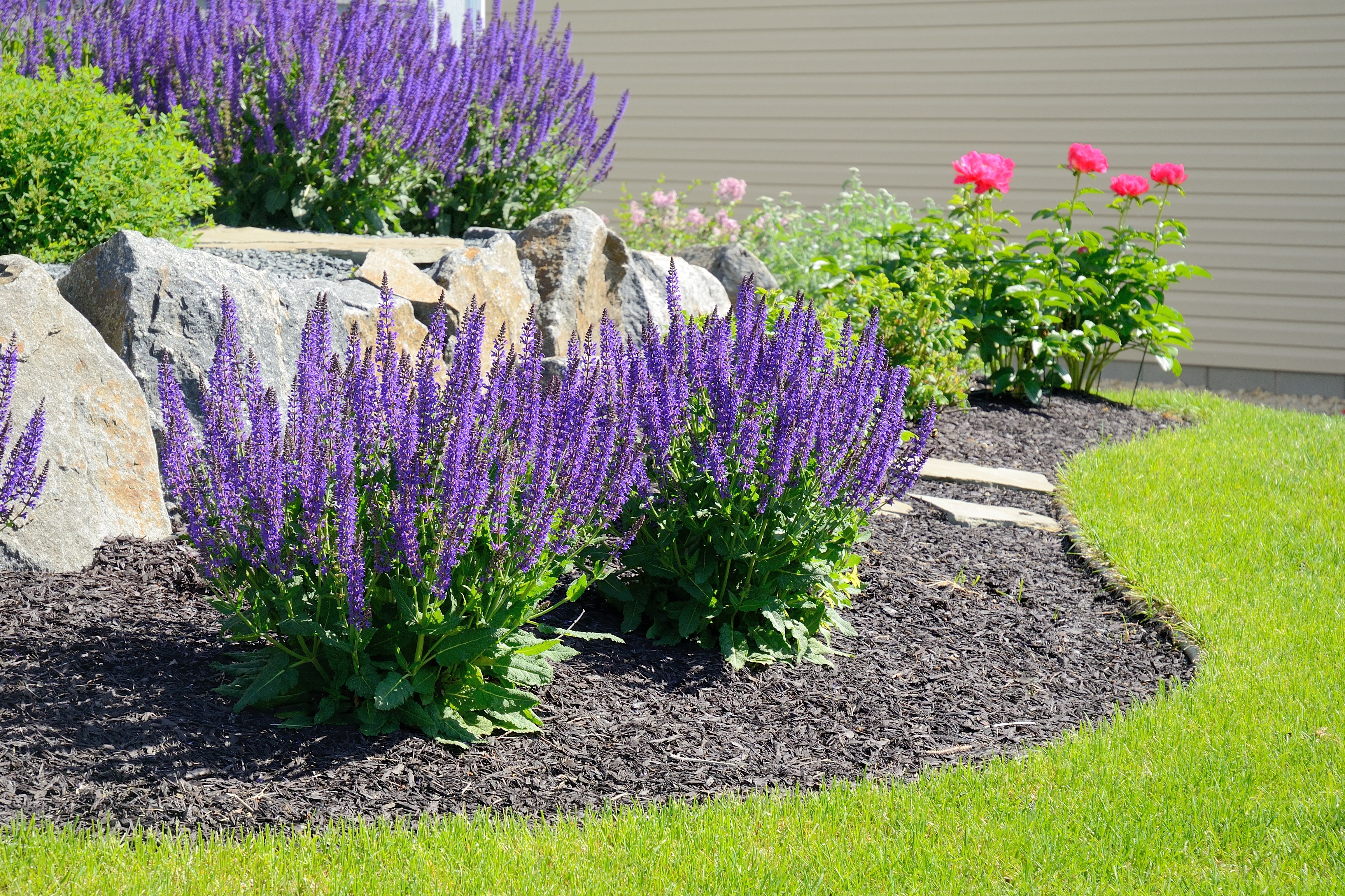 Flowers and plants in a garden bed