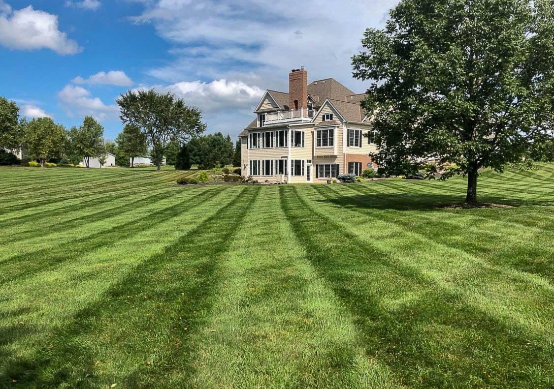 Freshly mowed lawn