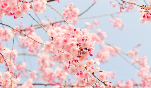 Welcoming Spring with Oxygen Therapy