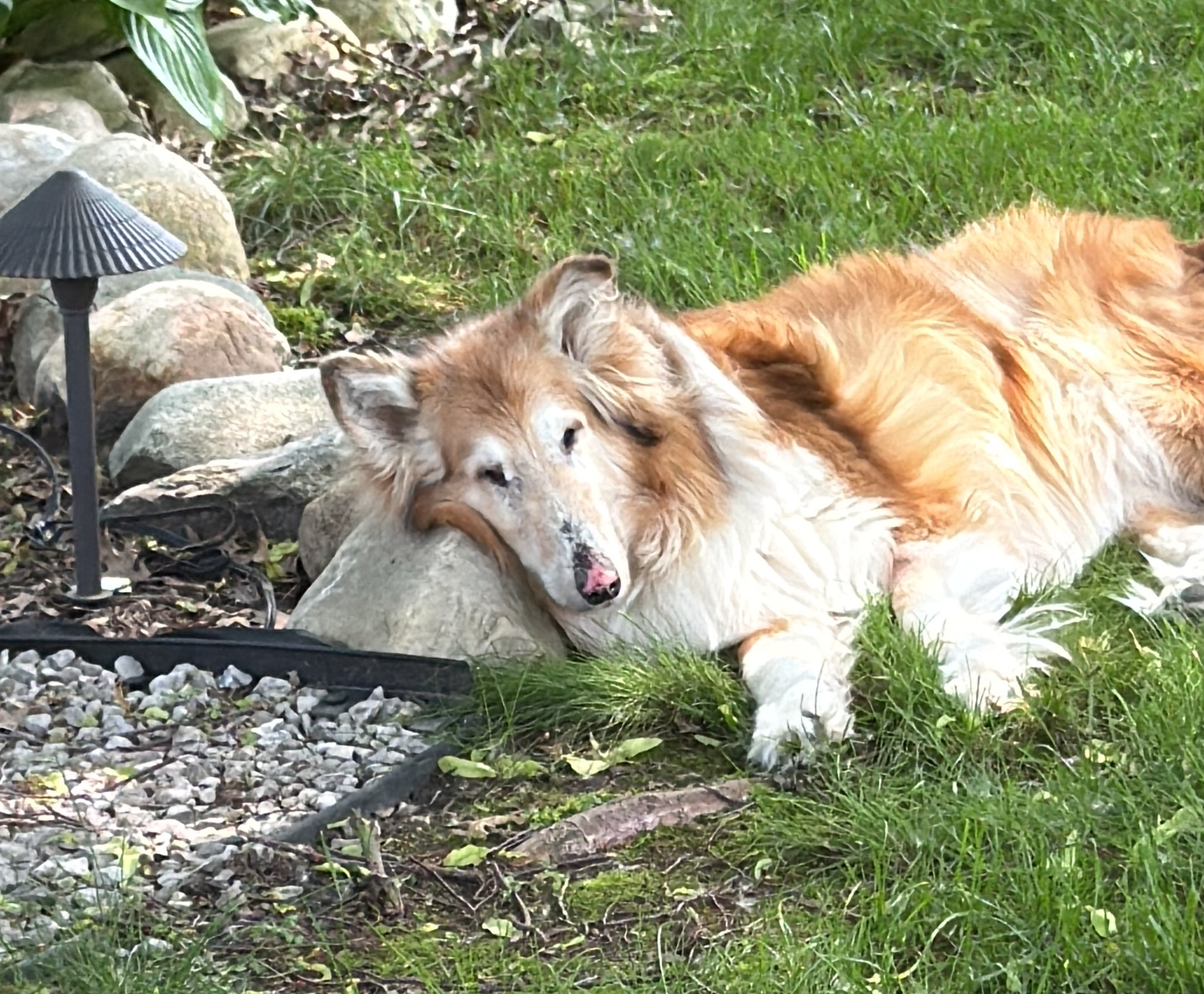 Grace the River Law office Collie