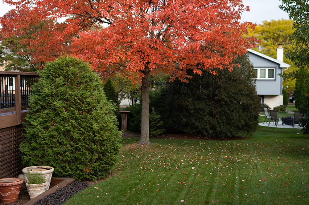 Easy Tips to Get Your Lawn Ready for Winter